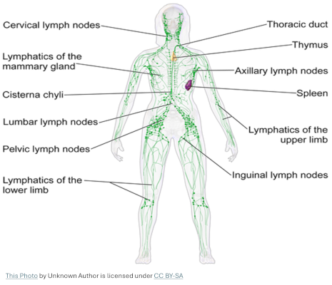 lymphs